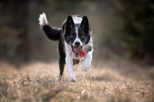 DSC_1997-3_Kopie_fb_300x100000