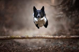 HUndefotografie_lilli-roggli_1186_Kopie_300x100000