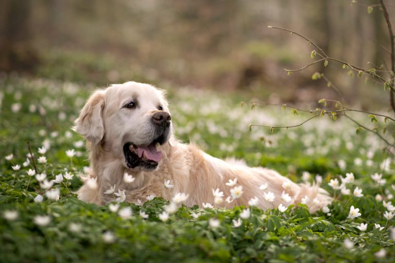 Hundefoto_lilli-roggli_1328_Kopie_web_768x100000