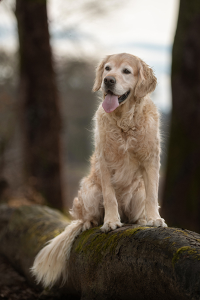 Hundefoto_lilli-roggli_1670_Kopie_web_768x100000