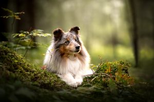 Hundefotos-lilli-roggli_6723_300x100000