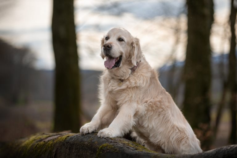 Hundefotoshooting_lilli-roggli1648_Kopie_web_768x100000