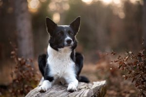 Hundefotoshooting_lilli-roggli_1253_Kopie_web_300x100000