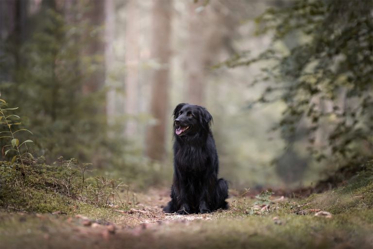 Lilli-Roggli__Hundefotografie_1931-1_web_768x100000