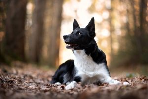 hundefoto_lilli-roggli_1142_Kopie_web_300x100000