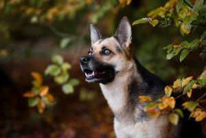 hundefotografie_lilli-roggli_4948_Kopie_300x100000