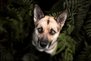 hundefotografin_lilli-roggli_4811_Kopie_300x100000