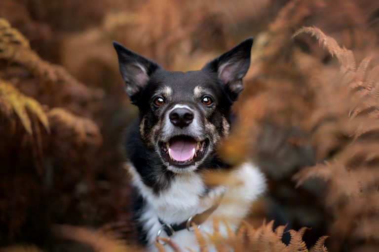 hundefotos_lilli-roggli_0034-FB_768x100000