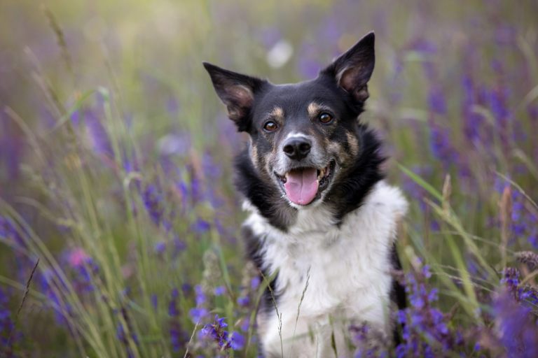 hundefotoshooting_lilli-roggli_2840-kopie_768x100000