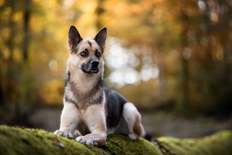 hundefotoshooting_lilli-roggli_4920_Kopie_768x100000