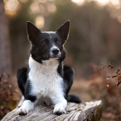 Hundefotoshooting Lilli Roggli 1253 Kopie Web